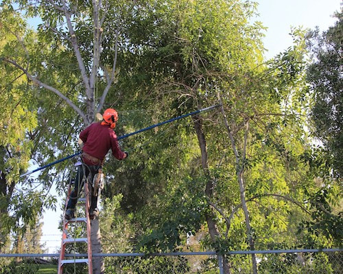 Bakersfield Tree Service Tree Trimming Service