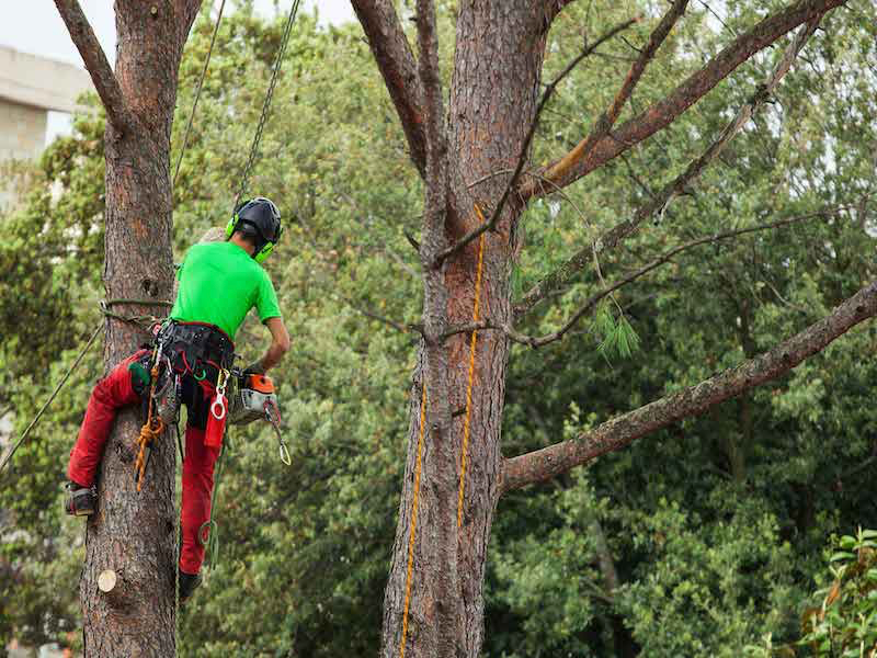 Tree Removal Service Bakersfield