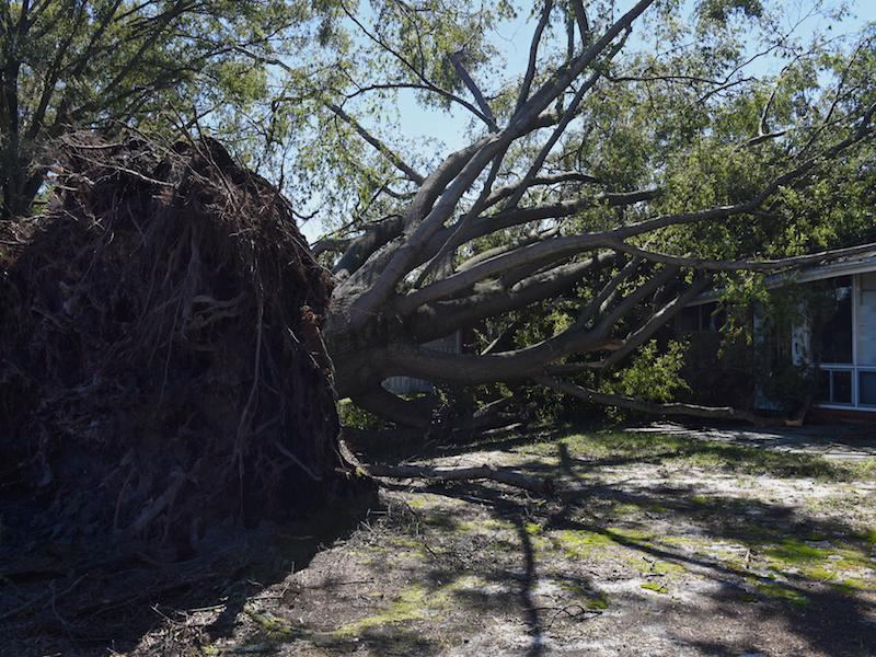 Storm Tree Damage Bakersfield CA